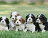 Photo №1. cavalier king charles spaniel - à vendre en ville de Stockholm | négocié | Annonce №113190