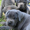 Photo №1. cane corso - à vendre en ville de Dijon | 340€ | Annonce №31689