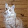 Photo №1. maine coon - à vendre en ville de New york | négocié | Annonce № 8494