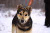 Photo №2 de l'annonce № 90680 de la vente chien bâtard - acheter à Fédération de Russie de l'abri