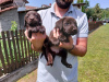 Photo №4. Je vais vendre labrador retriever en ville de Koceljeva.  - prix - négocié