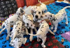 Photo №1. dalmatien - à vendre en ville de Iowa City | 379€ | Annonce №111397