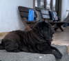 Photo №3. Chow Chow. Allemagne