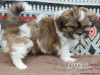 Photo №2 de l'annonce № 44777 de la vente shih tzu - acheter à Allemagne 