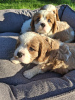 Photo №2 de l'annonce № 176035 de la vente cocker américain, cocker spaniel anglais, springer anglais, welsh springer spaniel, épagneul d'eau irlandais, chien d'eau espagnol, mâtin espagnol, cavalier king charles spaniel, cavalier king charles spaniel, clumber spaniel, épagneul russe, épagneul tibétain - acheter à La finlande 