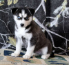 Photos supplémentaires: Husky sibérien noir et blanc à vendre Vendre