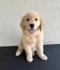 Photo №1. golden retriever - à vendre en ville de Tartu | négocié | Annonce №126506