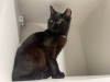 Photos supplémentaires: Agatha, une merveilleuse jeune chatte, est à la recherche d'un foyer et d'une