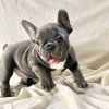 Photos supplémentaires: Magnifiques chiots bouledogue français de race pure