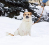 Photo №2 de l'annonce № 90806 de la vente chien bâtard - acheter à Fédération de Russie annonce privée