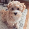 Photo №3. Wunderschöne Maltipoo-Welpen zur Adoption. Allemagne