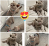 Photo №1. british shorthair - à vendre en ville de Афины | Gratuit | Annonce № 120710