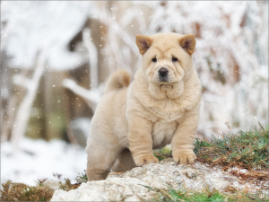 Photo №1. chow-chow - à vendre en ville de Samara | Négocié | Annonce №4792