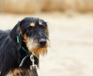 Photo №1. chien d'arrêt allemand à poil dur - à vendre en ville de Москва | Gratuit | Annonce №5332