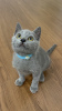 Photo №1. british shorthair - à vendre en ville de Valmadonna | Gratuit | Annonce № 83496