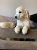 Photo №1. golden retriever - à vendre en ville de Vantaa | 380€ | Annonce №96953