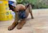 Photo №3. Chiots malinois. Serbie