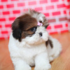 Photo №1. shih tzu - à vendre en ville de Berlin | négocié | Annonce №13445