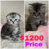 Photo №2 de l'annonce № 68672 de la vente scottish fold - acheter à USA 