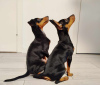 Photo №1. pinscher miniature - à vendre en ville de Tallinn | 800€ | Annonce №121604