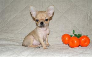 Photos supplémentaires: Bébés Chihuahua, âgés de 2 mois.