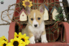 Photo №1. welsh corgi - à vendre en ville de Ventnor City | Gratuit | Annonce №63527