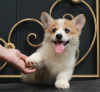 Photos supplémentaires: chiots Welsh Corgi Pembroke de Champion