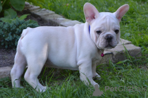 Photo №1. bouledogue - à vendre en ville de Mogilyov | négocié | Annonce №7302