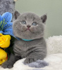 Photo №1. british shorthair - à vendre en ville de Denver | 189€ | Annonce № 118027