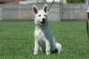 Photos supplémentaires: Chiots Berger Blanc Suisse