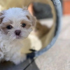 Photo №1. shih tzu - à vendre en ville de Florence | 283€ | Annonce №99692