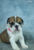 Photo №1. bulldog anglais - à vendre en ville de Rome | 350€ | Annonce №110891