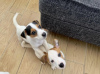 Photo №3. Chiots Jack Russel disponibles pour une nouvelle maison.. La finlande