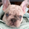 Photo №1. bouledogue - à vendre en ville de Varsovie | 350€ | Annonce №78223