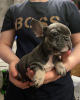 Photo №4. Je vais vendre bouledogue en ville de Saarbrücken. annonce privée - prix - 360€