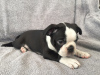 Photo №3. Adorables chiots Boston Terrier en adoption gratuite. Allemagne