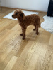 Photo №1. caniche (jouet) - à vendre en ville de Linz | 2500€ | Annonce №103350