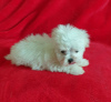 Photo №4. Je vais vendre bichon maltais en ville de Berlin.  - prix - négocié