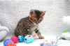 Photos supplémentaires: Chatons Bengal Cats vaccinés disponibles pour les maisons de retraite