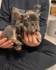 Photo №1. bouledogue - à vendre en ville de Saarbrücken | 360€ | Annonce №127365