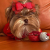 Photo №4. Je vais vendre yorkshire terrier en ville de Rochester. éleveur - prix - 473€