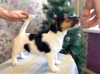 Photo №1. chien bâtard - à vendre en ville de Izhevsk | 274€ | Annonce №8243