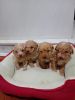 Photos supplémentaires: Chiots Maltipoo