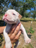 Photo №4. Je vais vendre american bully en ville de Bulandzeni. éleveur - prix - négocié