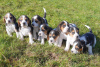 Photo №1. beagle - à vendre en ville de Bielefeld | négocié | Annonce №51140