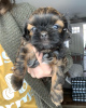 Photo №1. shih tzu - à vendre en ville de West New York | 208€ | Annonce №53167