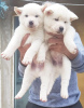 Photo №2 de l'annonce № 8731 de la vente akita (chien) - acheter à Île de man 
