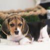Photo №1. beagle - à vendre en ville de Салоники | 615€ | Annonce №50210