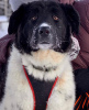 Photo №1. chien bâtard - à vendre en ville de Москва | Gratuit | Annonce №94244