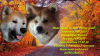 Photo №1. akita (chien) - à vendre en ville de Tula | 900€ | Annonce №7479